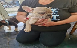 French Bulldog dogs for sale: French Bulldog Puppies - Image 2