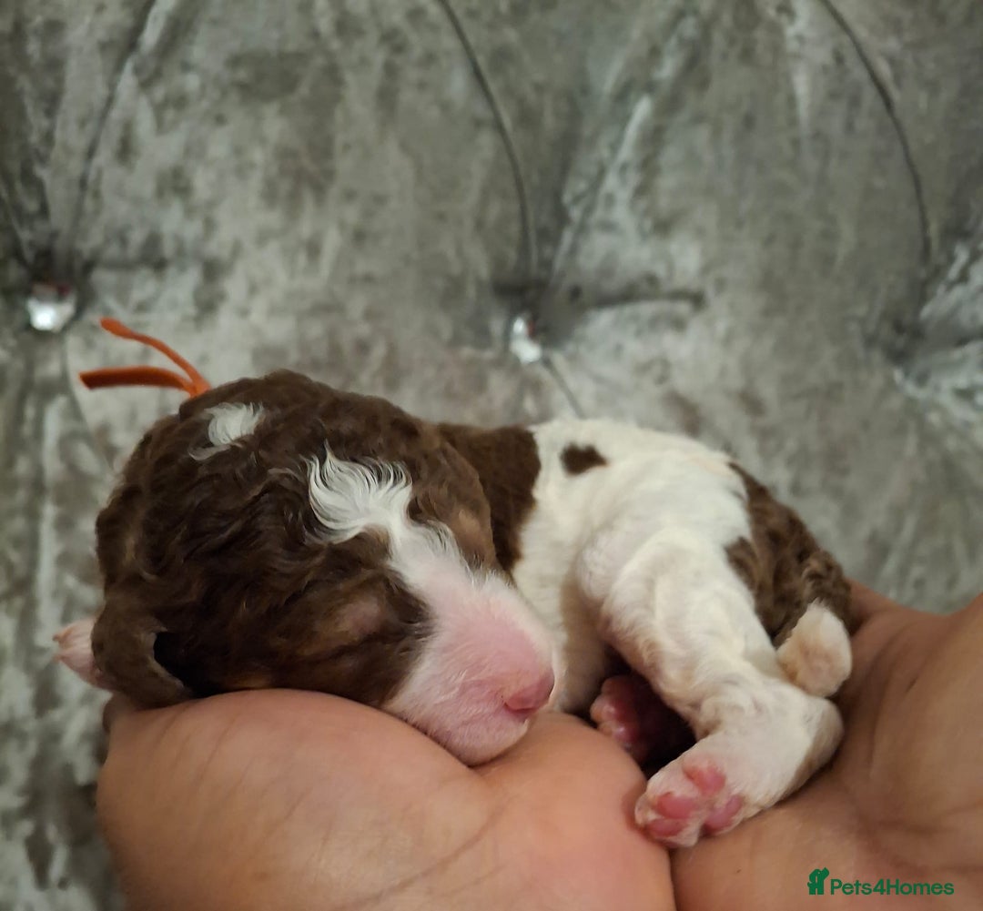 Standard Poodle dogs for sale: Beautiful KC registered parti tris - Advert 25