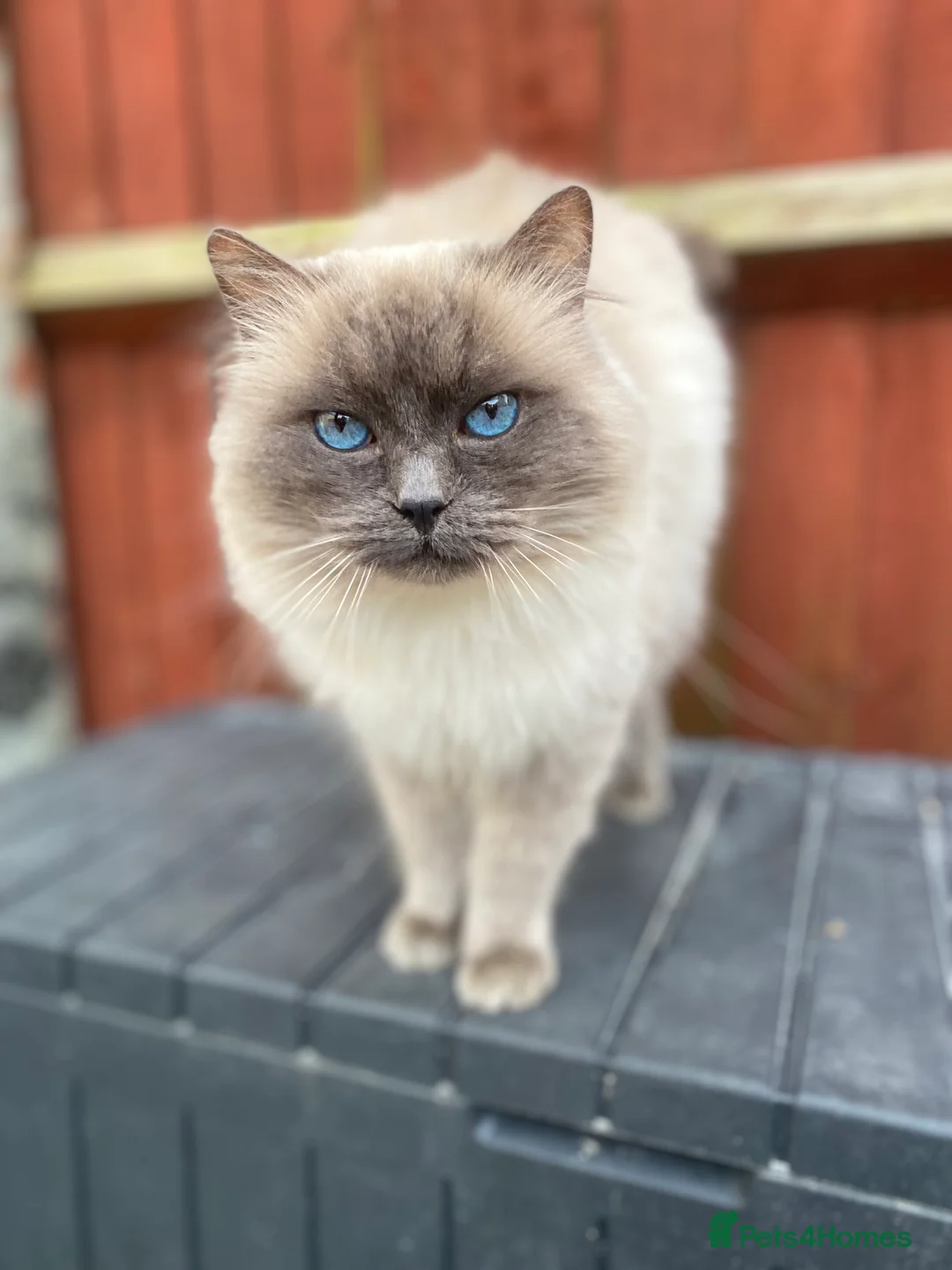 Ragdoll cats for stud: Champion Line Blue Ragdoll - GCCF - STUD ONLY in Swindon - Advert 8