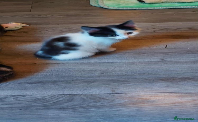 Mixed Breed cats - Advert 5