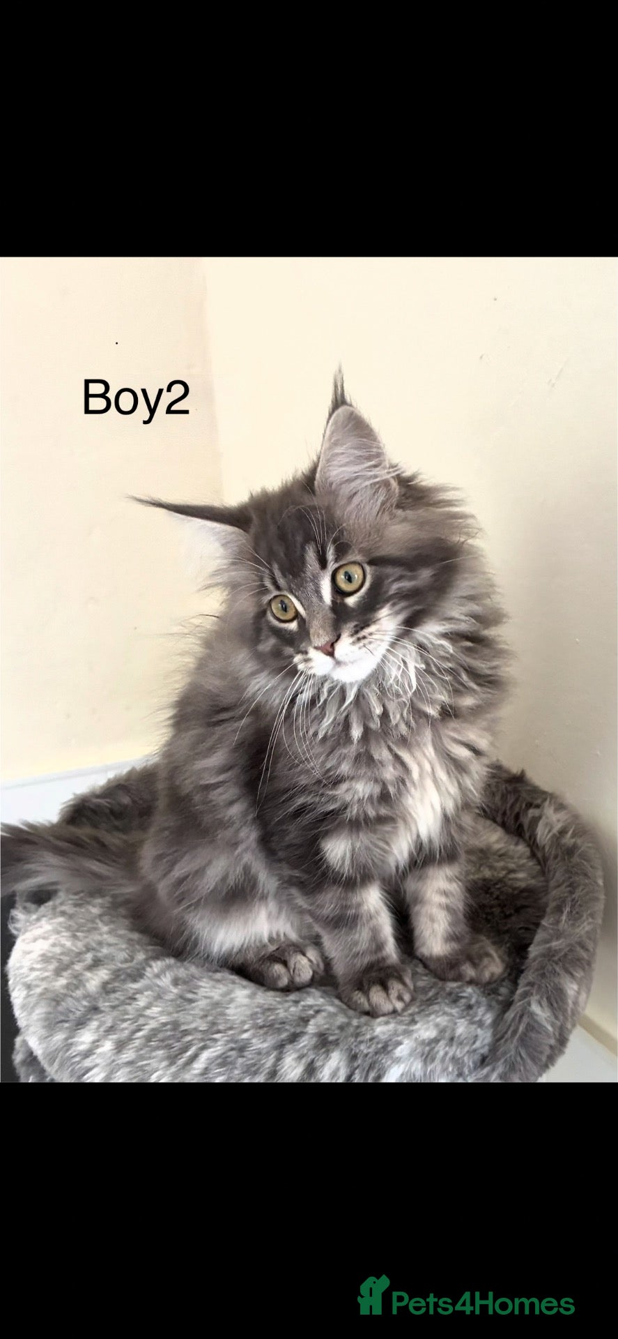 Maine Coon cats Pure breed Maine coon kittens  - Advert 2