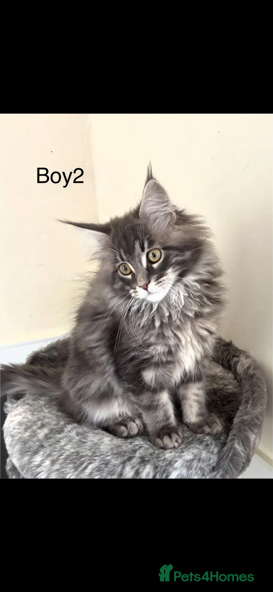 Maine Coon cats for sale: Pure breed Maine coon kittens  - Advert 2
