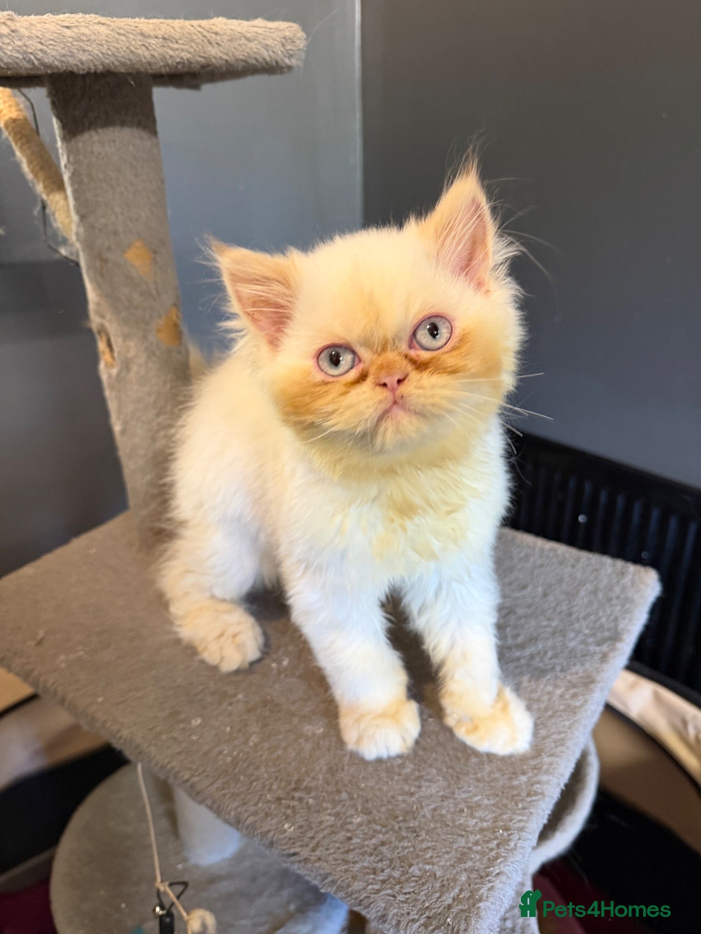 Persian cats Lovely Persian kittens 1 girl 3 boys  - Advert 6