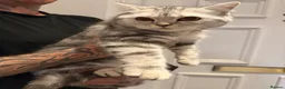 British Shorthair cats for sale: Two female British short hairs 7 months old in Exeter - Advert 5