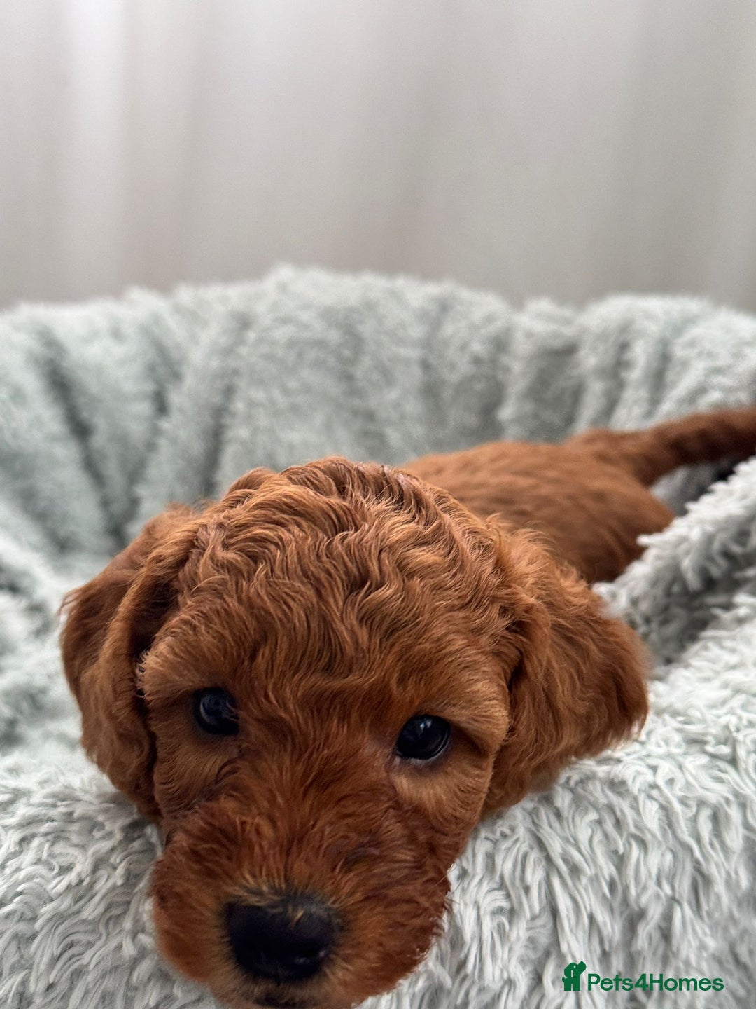 Mini Goldendoodle dogs for sale: A Bundle of Joy F1BB Mini Goldendoodle - Image 8