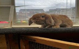 Mixed Breed rabbits for sale: Indoor Floppy Eared Bunnies - Image 4
