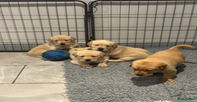 Goldador dogs Gorgoeus Goldador’s  - Advert 6