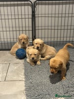 Goldador dogs Gorgoeus Goldador’s - Advert 6