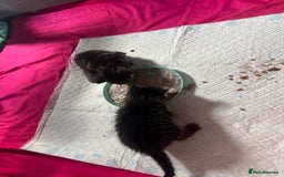 British Shorthair cats for sale: ✨Adorable kittens looking for their forever homes✨ - Image 9