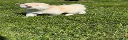 Japanese Shiba Inu dogs for sale: Health tested Shiba puppies - Advert 8