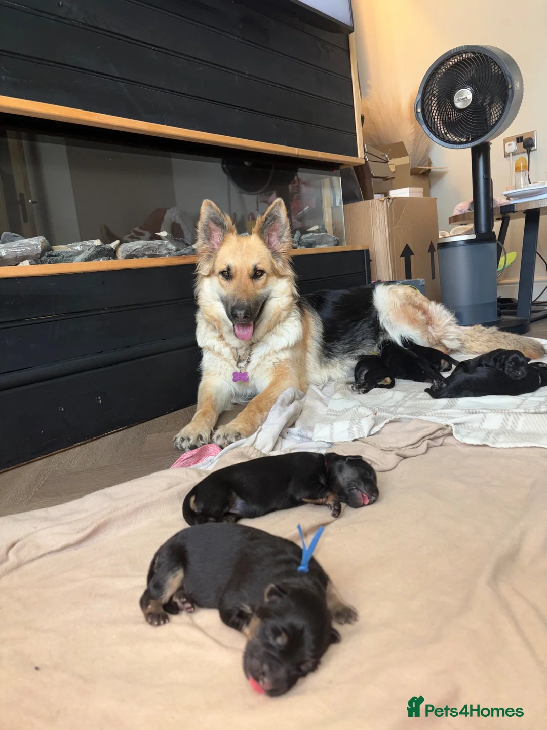 German Shepherd dogs for sale: 🐾Beautiful German Shepherd Puppy’s🐾 - Advert 1