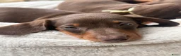 Miniature Dachshund dogs for sale: 🐾🤎 3 BEAUTIFUL MINIATURE DACHSHUND PUPPIES 🤎🐾 - Advert 2