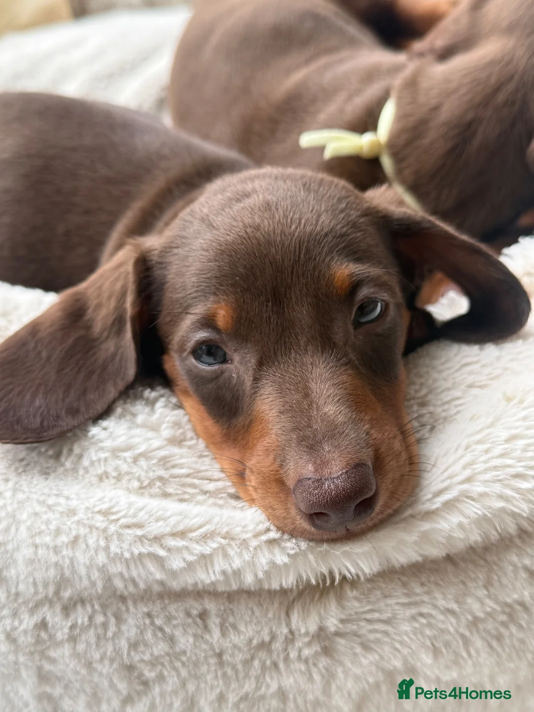 Miniature Dachshund dogs for sale: 🐾🤎 3 BEAUTIFUL MINIATURE DACHSHUND PUPPIES 🤎🐾 - Advert 2