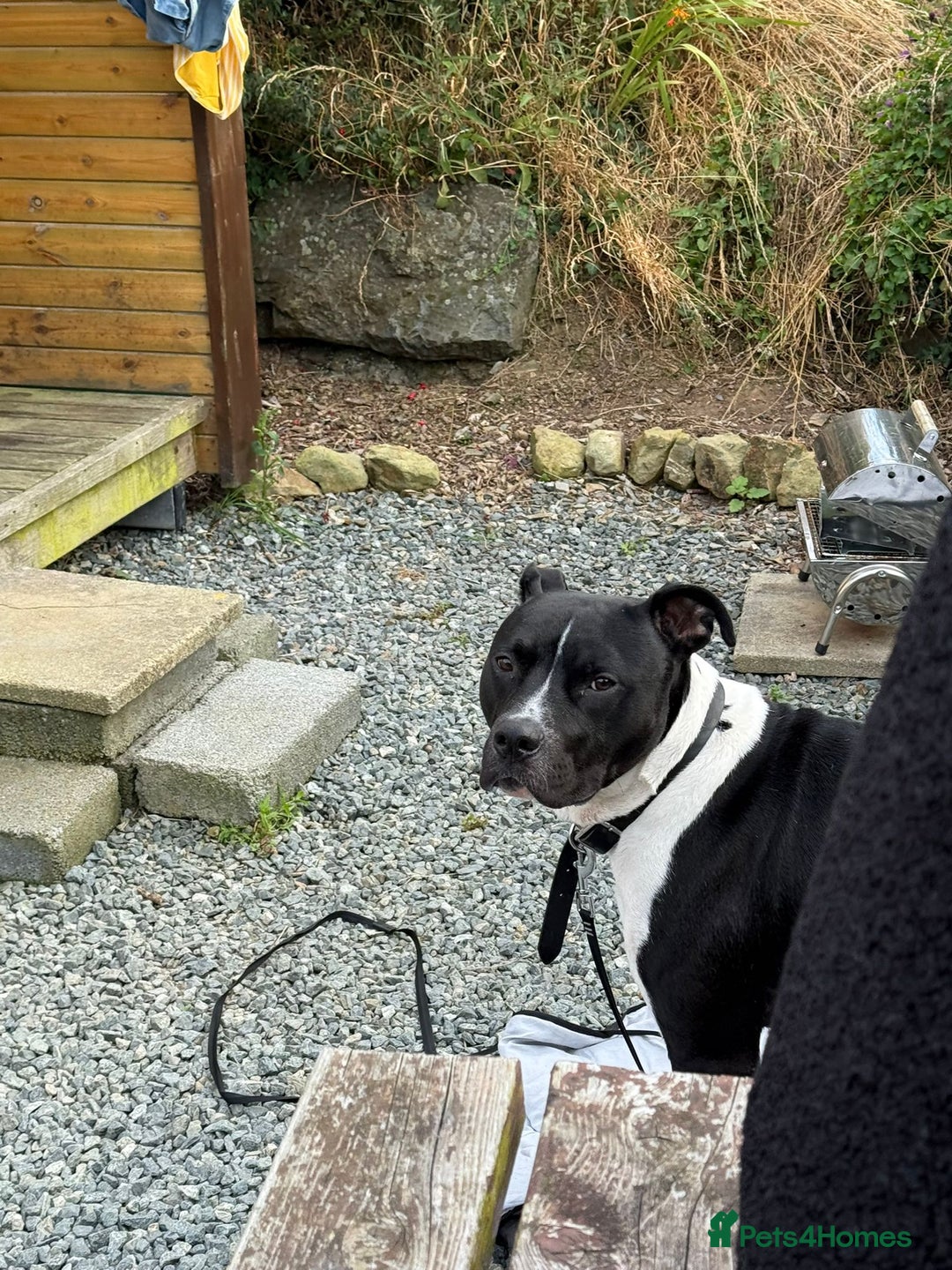 Mixed Breed dogs for sale: Staffordshire bull terrior x American bull dog - Image 2