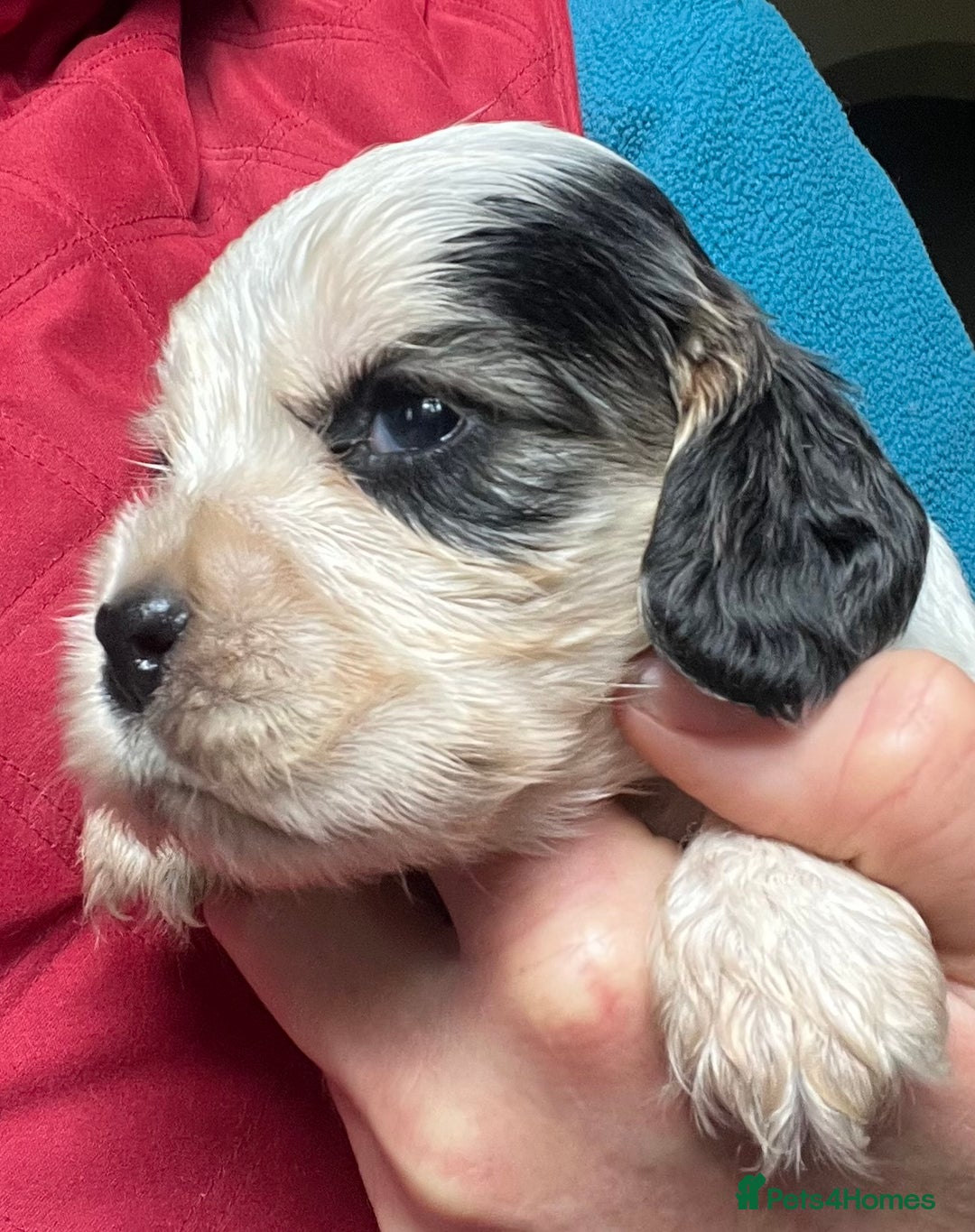 Cocker Spaniel dogs for sale: KC health tested hip scored Sable Roan Show Cocker - Image 14