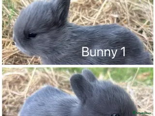 Netherland Dwarf rabbits Netherland Dwarf bunnies - Advert 2