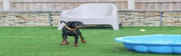 Mixed Breed dogs for adoption: Lovely Little Lotus - Advert 7