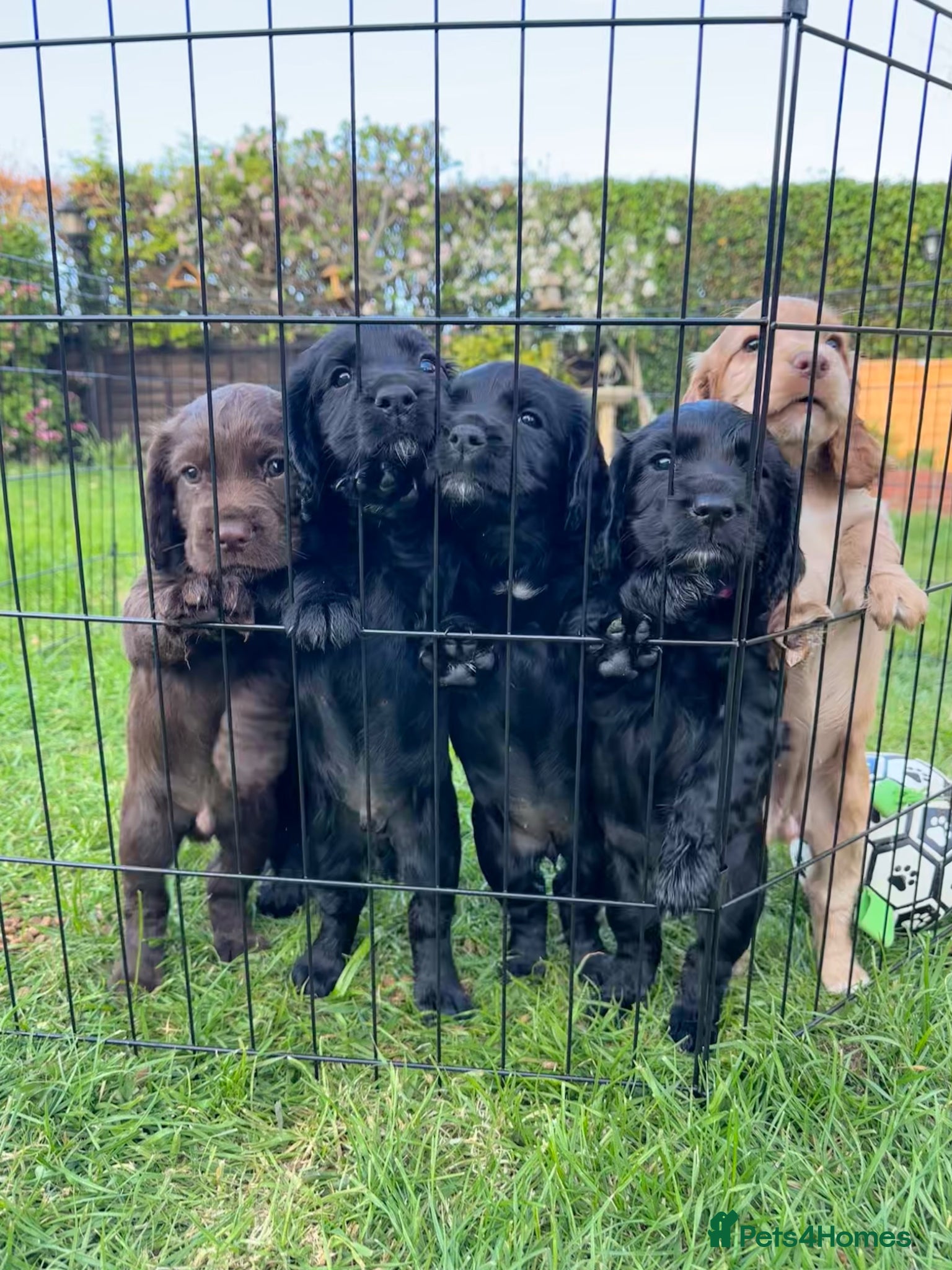 Cocker Spaniel dogs cocker spaniel puppy’s  - Advert 2