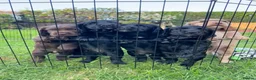 Cocker Spaniel dogs for sale: cocker spaniel puppy’s  - Advert 1