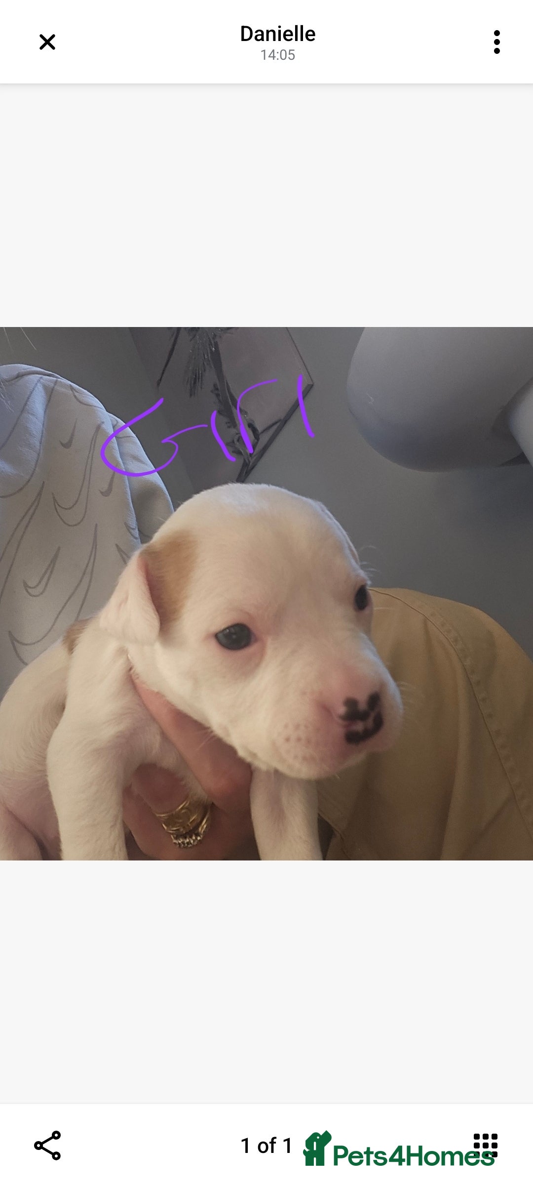 Staffordshire Bull Terrier dogs for sale: Staffy puppies - Advert 2