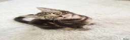 Mixed Breed cats for sale: Stunning Bengal Mix Kitten 1 girl. - Advert 3