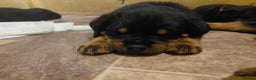 Rottweiler dogs for stud: proven rottweiler stud in Barnsley - Advert 28