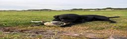 Labrador Retriever dogs for sale: ** experienced home only ** Male Black Lab  in Sheffield - Advert 3