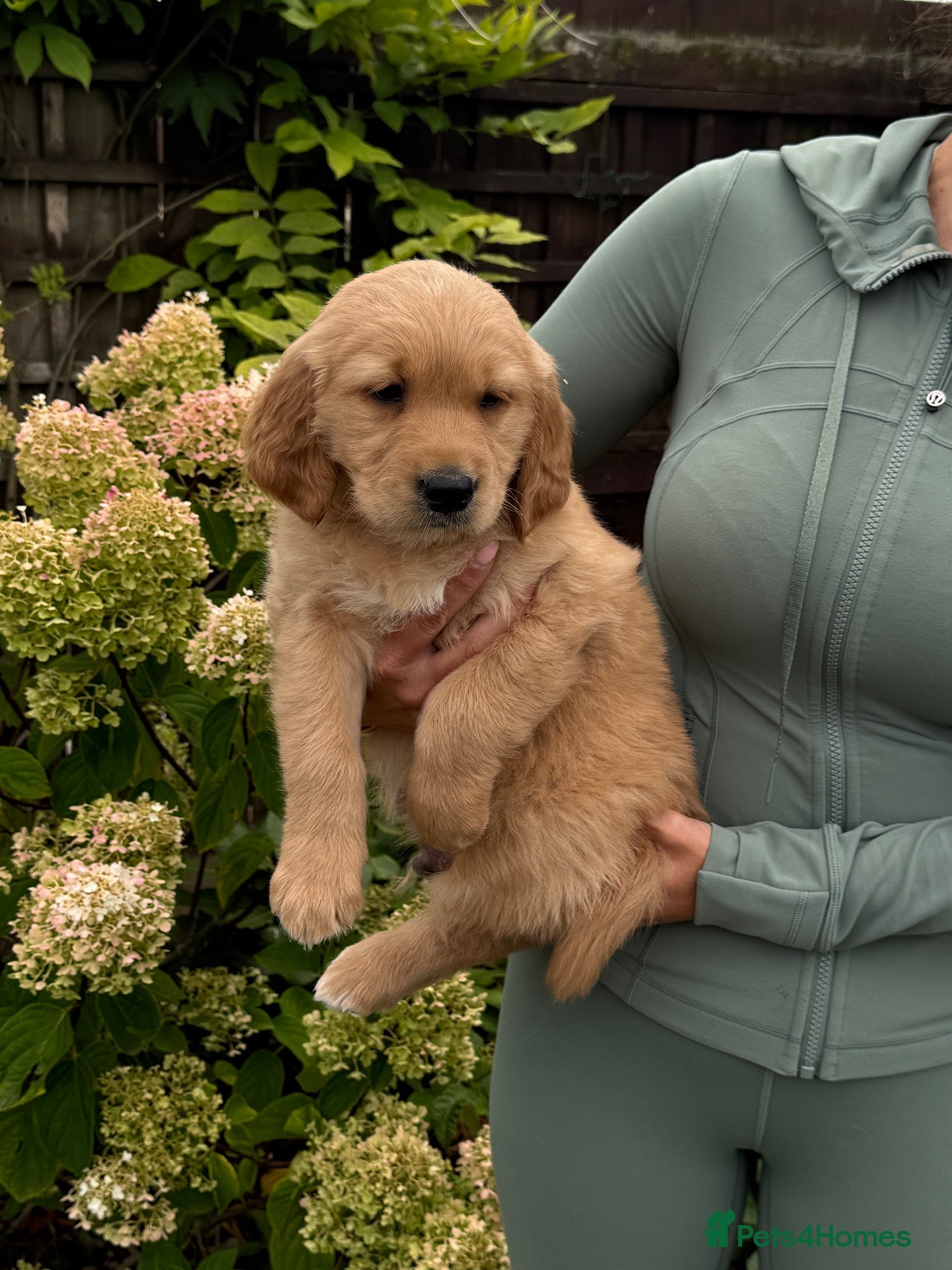 Golden Retriever dogs KC registered golden retriever 2Boys remaining 🩵 - Advert 1