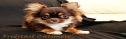 Chihuahua dogs for stud: Extra tiny chocolate and tan stud dog DNA tested in Rotherham - Advert 9