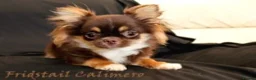 Chihuahua dogs for stud: Extra tiny chocolate and tan stud dog DNA tested in Rotherham - Advert 9