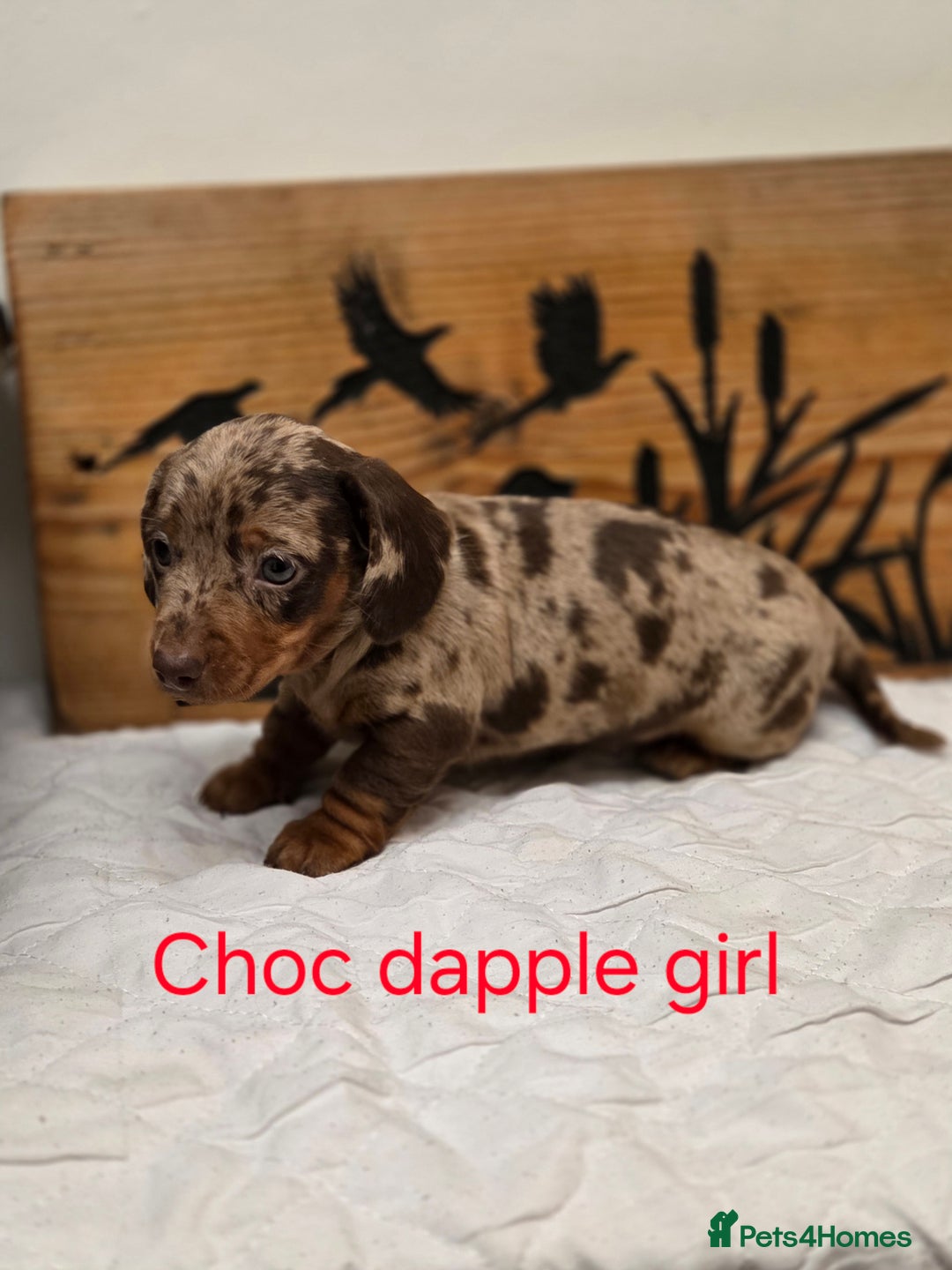 Miniature Dachshund dogs for sale: QUALITY PRA CLEAR MIN DACHSHUNDS  - Advert 22