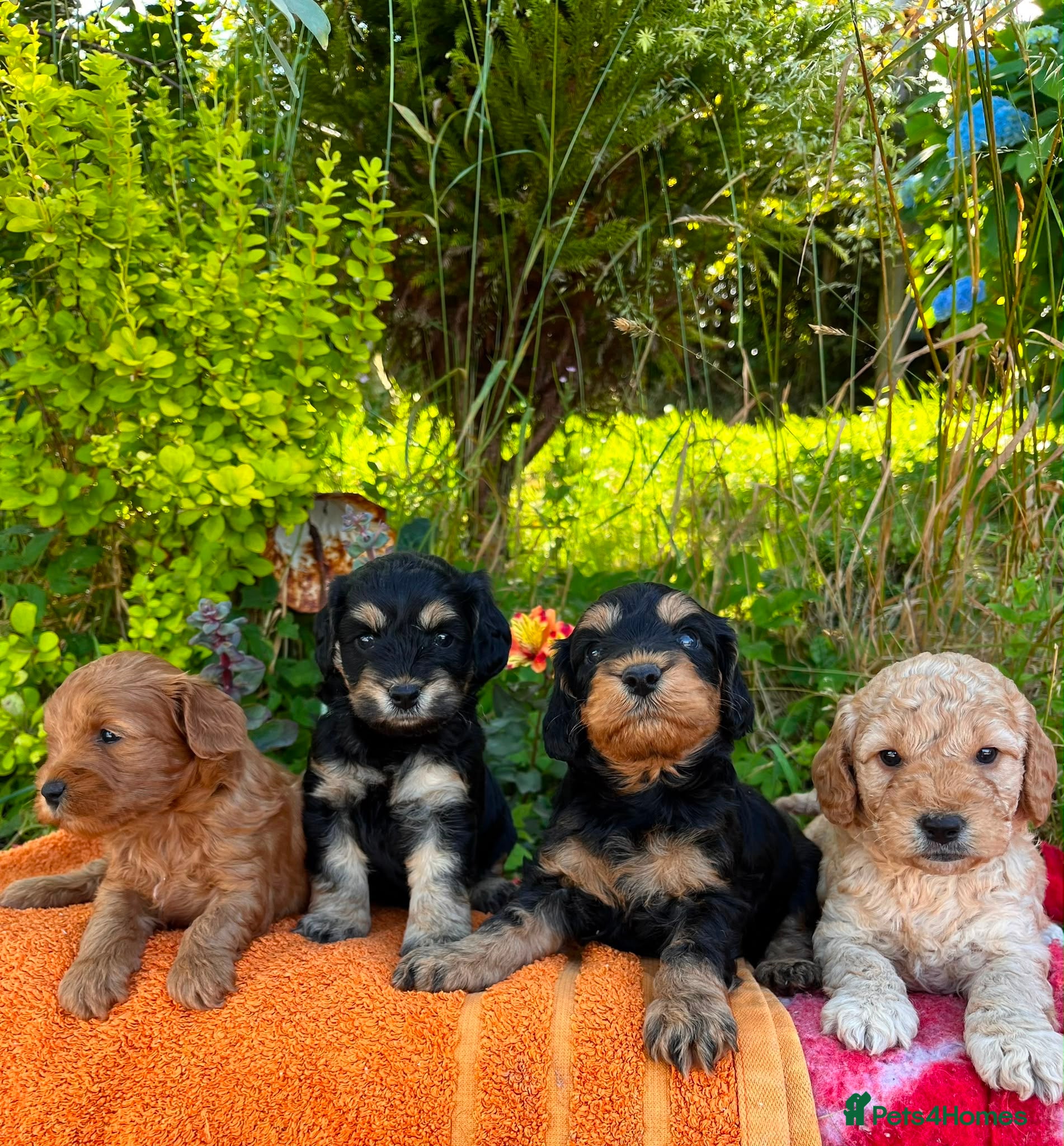 Cockapoo dogs F1b cockapoo puppies. Health tested parents.  - Advert 17