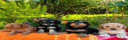 Cockapoo dogs for sale: F1b READY NOW. Health tested parents.  - Advert 26