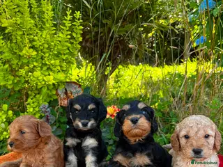 Cockapoo dogs F1b cockapoo puppies. Health tested parents. - Advert 1