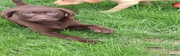 Labrador Retriever dogs for sale: Fantastic labrador pups  - Advert 8