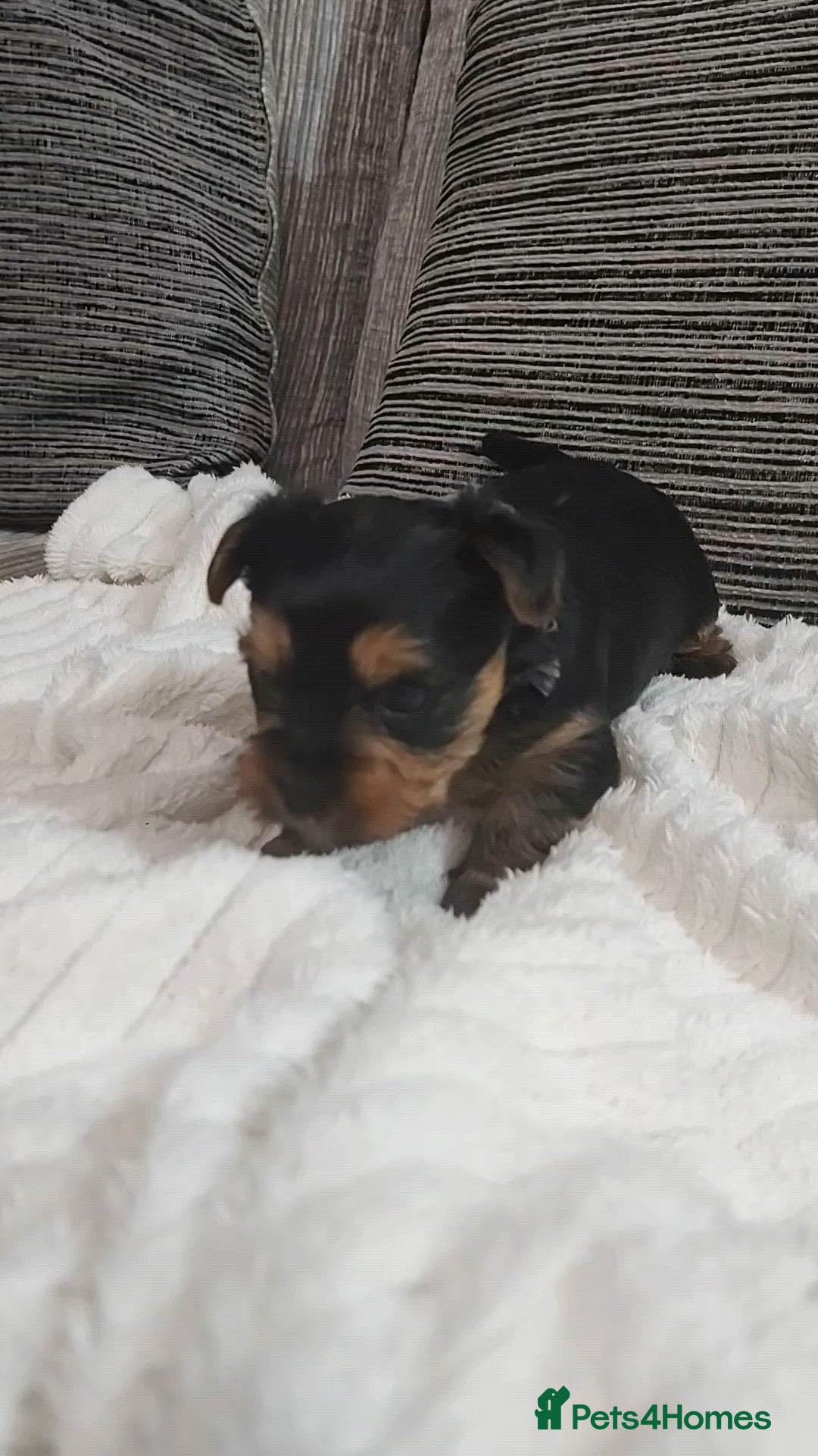Yorkshire Terrier dogs for sale: Adorable Mini Yorkshire Terrier Puppies - Advert 8