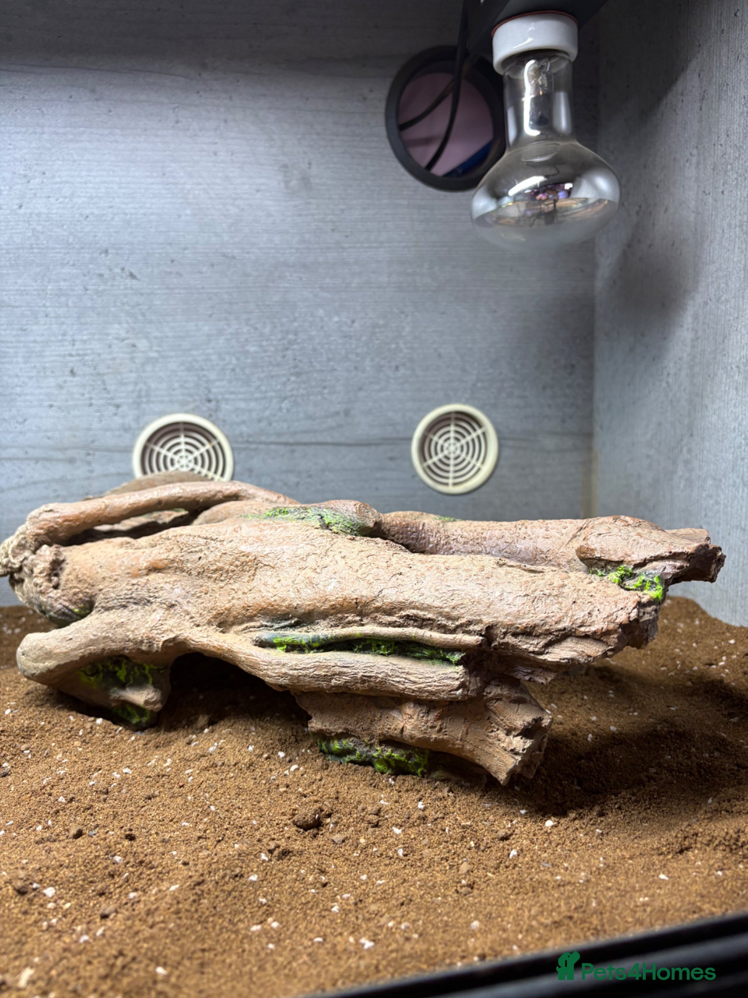 Tortoise reptiles for sale: Horse field tortoise  - Advert 5