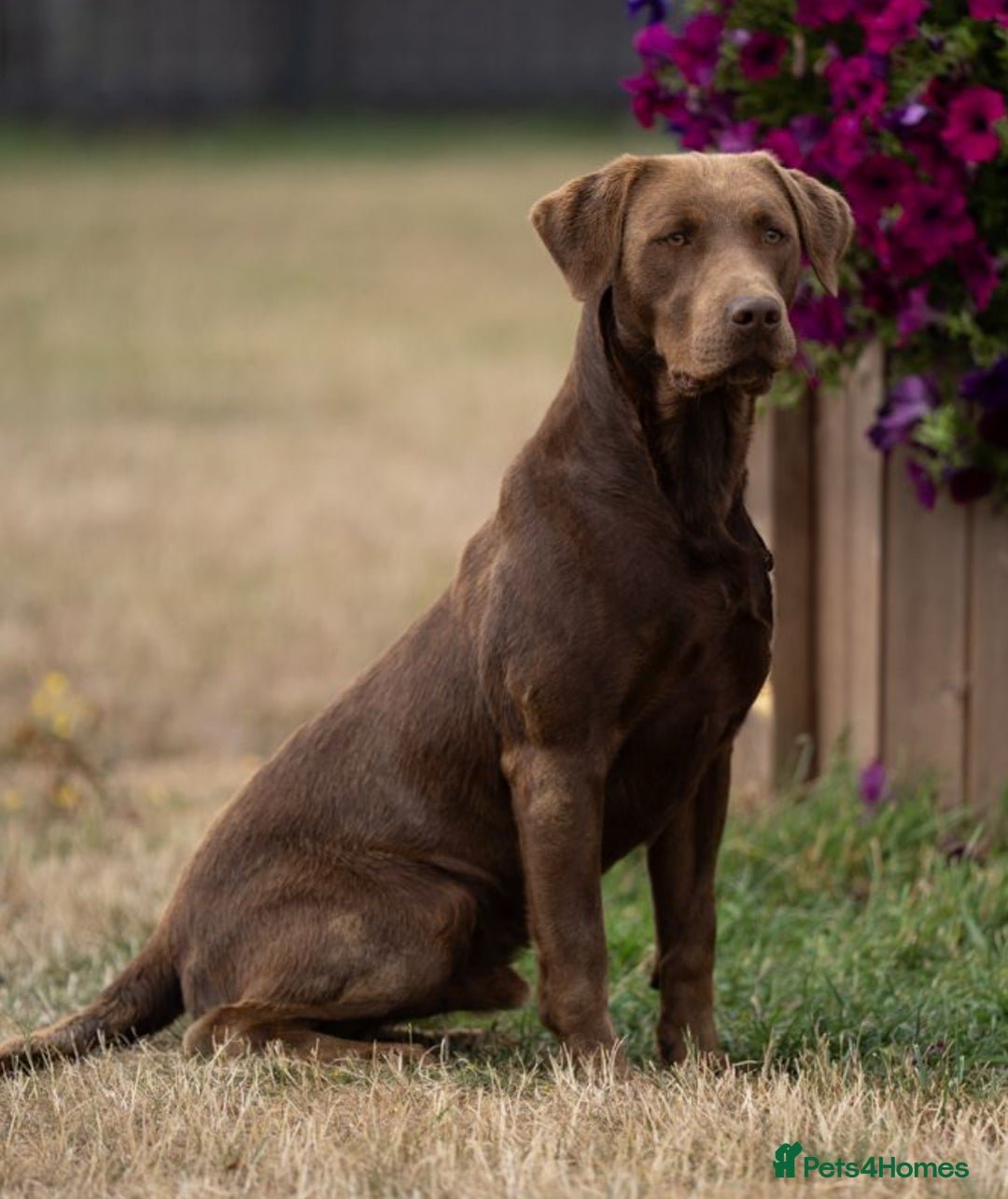 Labrador Retriever dogs for sale: Top Quality Chocolate Labrador Puppies  - Image 8