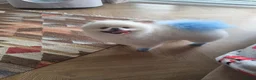 Pomeranian dogs for sale: Beautiful white pomeranian  in Pontefract - Advert 6