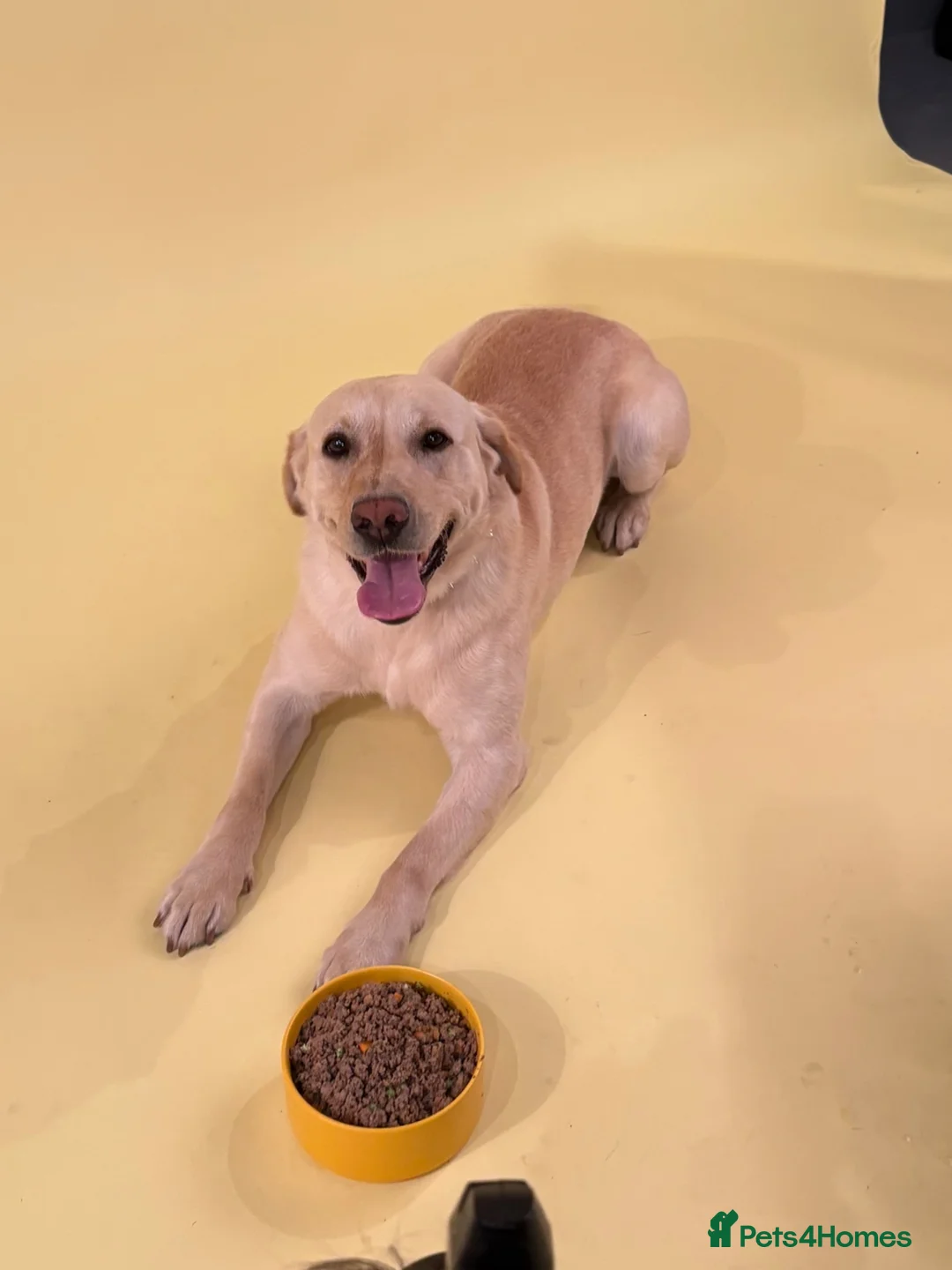 Labrador Retriever dogs for stud: Crimers Steve Rogers. Exceptional Stud Working Dog - Advert 2