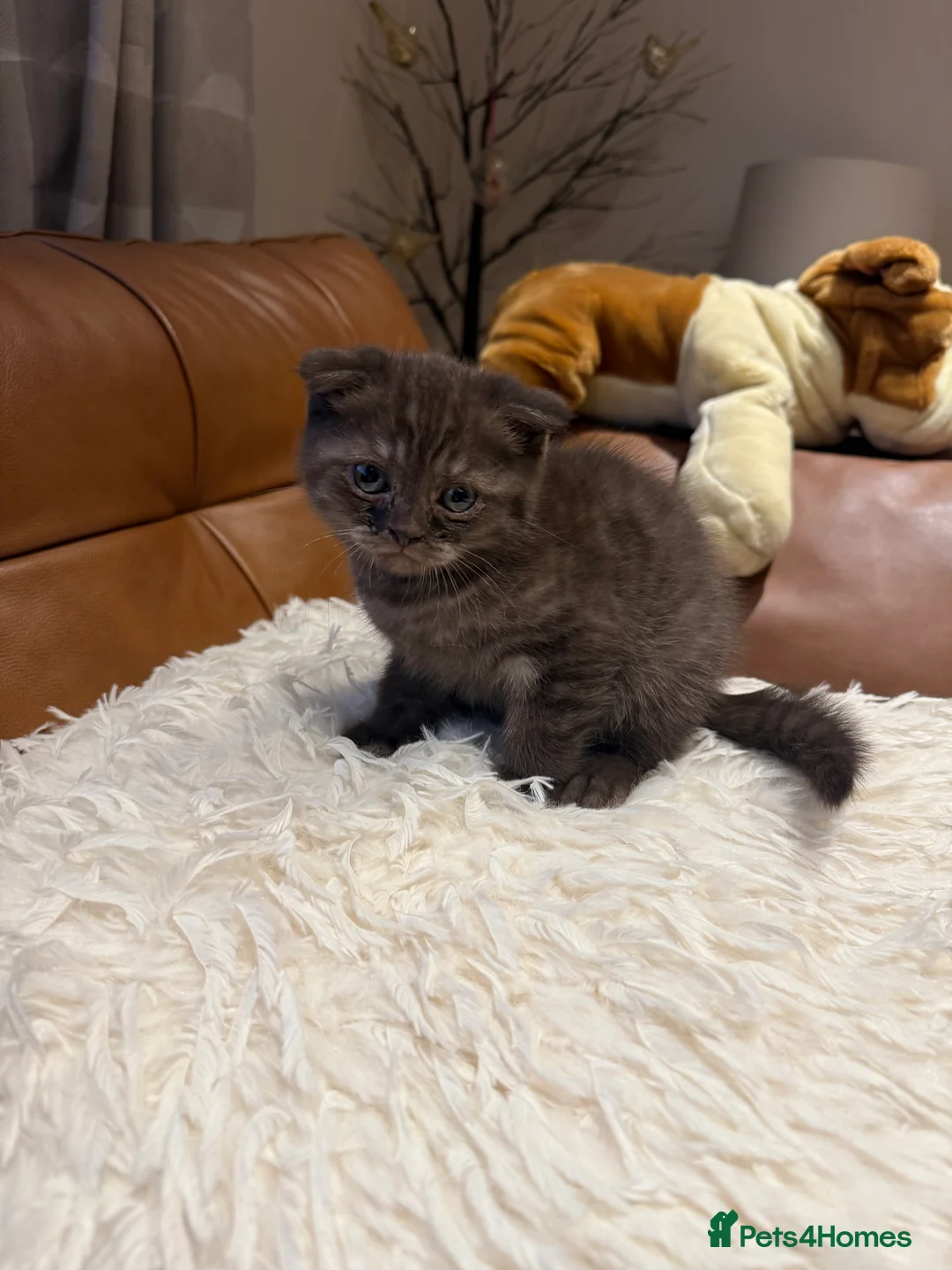 British Shorthair cats for sale: BSH x Fold Show quality choc boy  - Advert 8