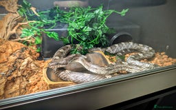 Rat Snake reptiles for sale: Black Rat Snake and 4ft Set Up - Image 3