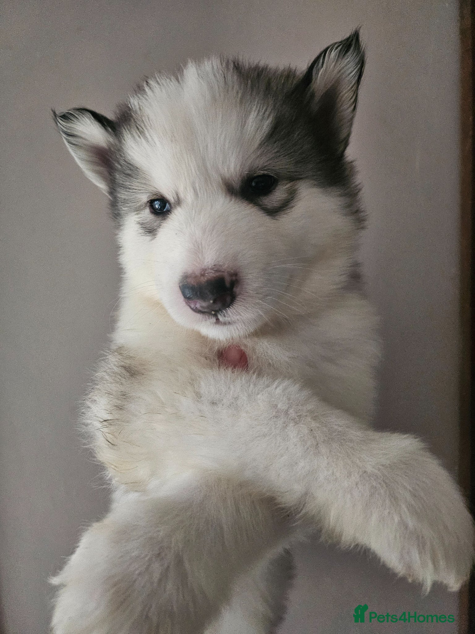 Alaskan Malamute dogs Full Alaskan Malamute puppies  - Advert 5