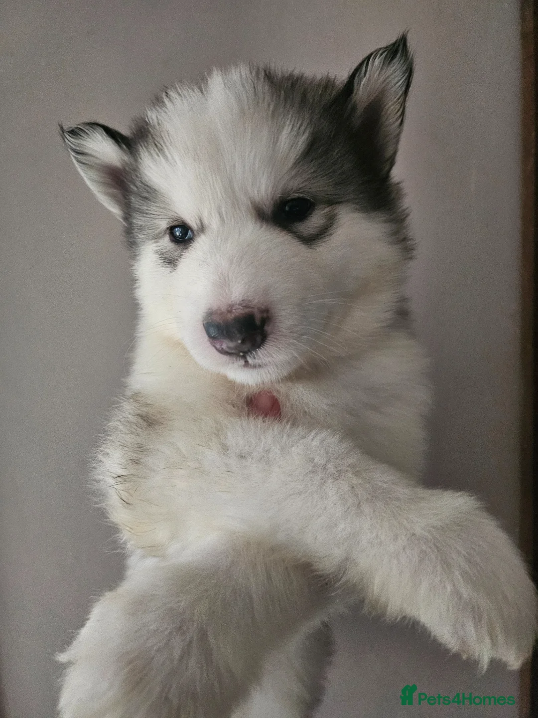 Alaskan Malamute dogs for sale: Full Alaskan Malamute puppies  - Advert 2
