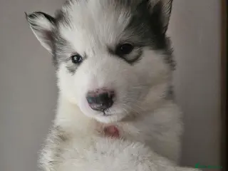 Alaskan Malamute dogs Full Alaskan Malamute puppies - Advert 5