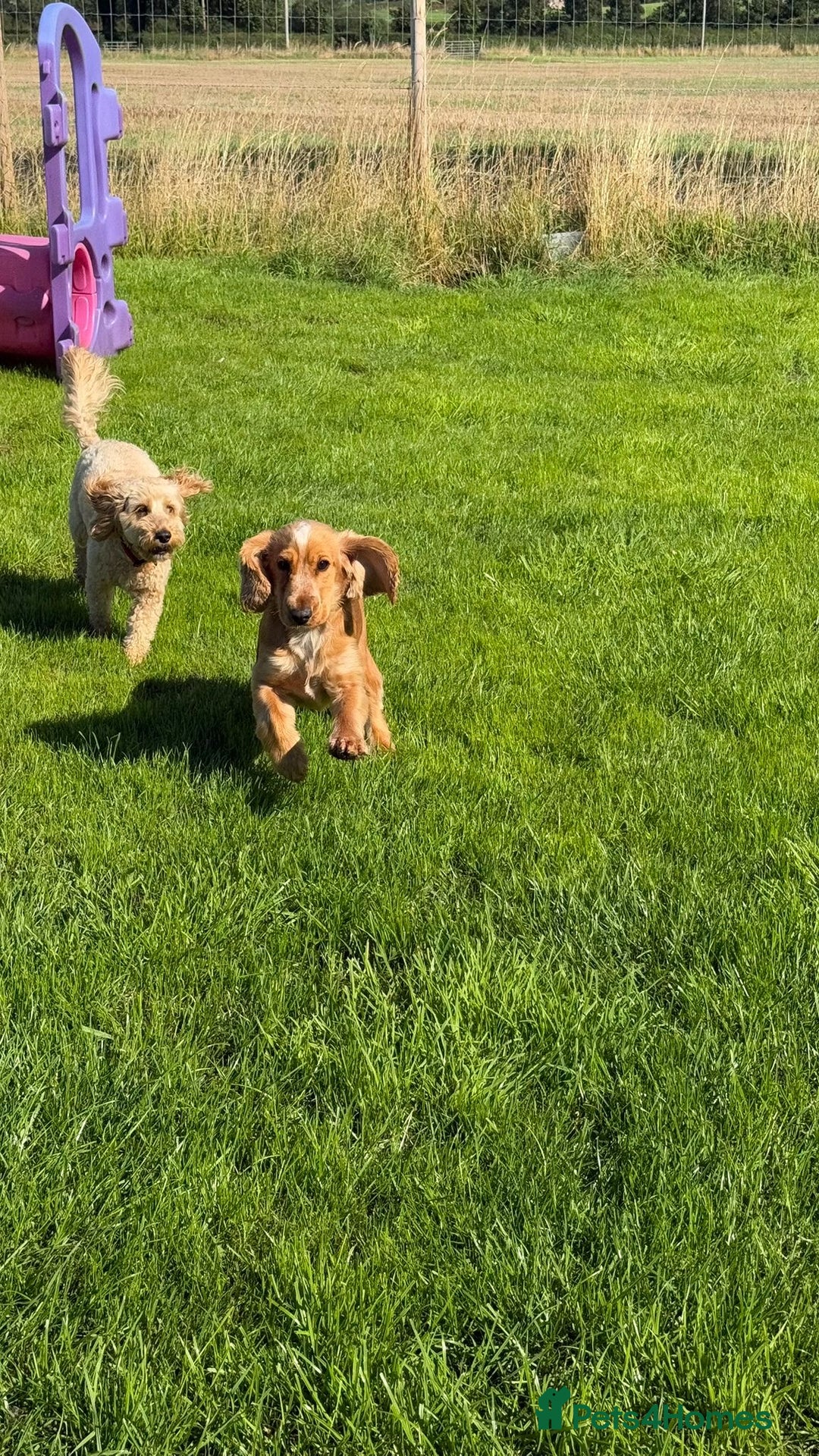 Cocker Spaniel dogs for stud: Honey - Advert 9