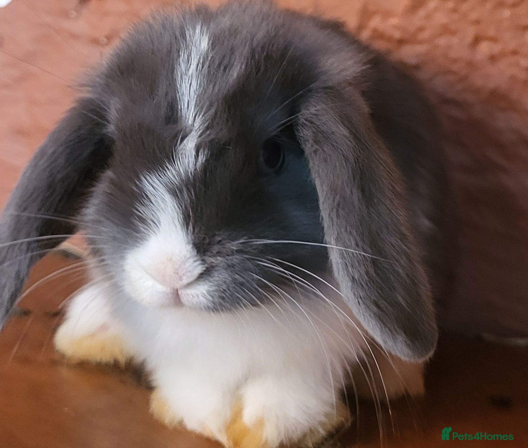 Mini Lop rabbits for sale: Beautiful Mini lop looking good a home - Advert 2