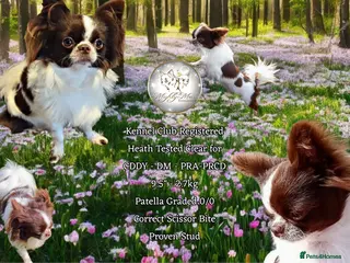 Chihuahua dogs KC Russian import - Heath Tested- Proven Stud - Advert 20