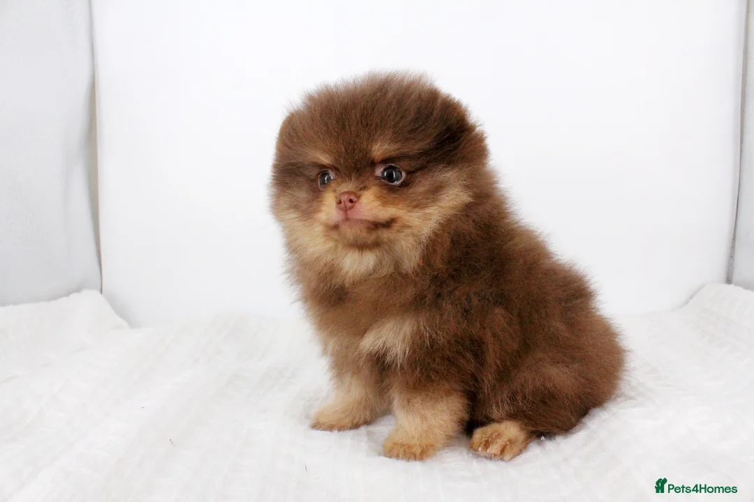 Pomeranian dogs for stud: 1.8kg Tiny Choco Carry Tan Blue Lilac DNA tested in Rotherham - Advert 30