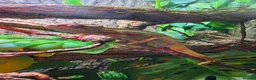 Chameleon reptiles for sale: Nosy Mitsio Male Panther Chameleon CB26 - Advert 5